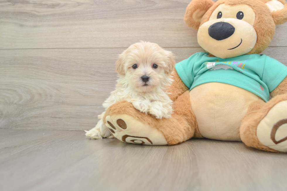 Funny Maltipoo Poodle Mix Pup