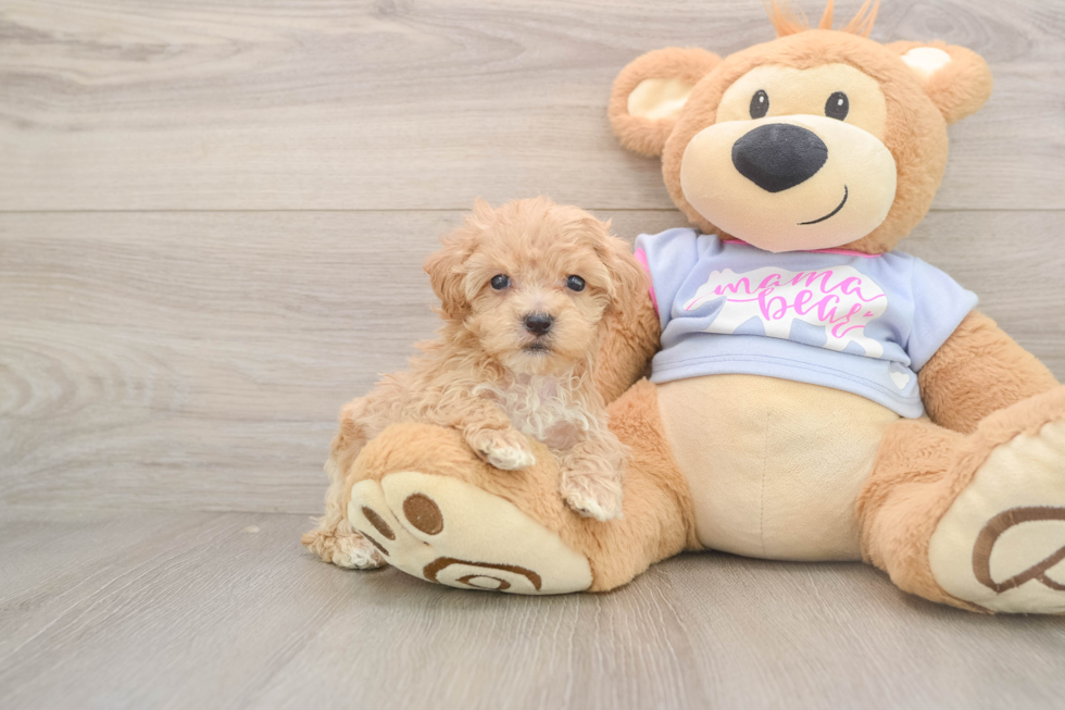 Friendly Maltipoo Baby