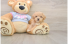 Smart Maltipoo Poodle Mix Pup