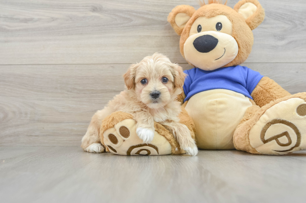 7 week old Maltipoo Puppy For Sale - Puppy Love PR