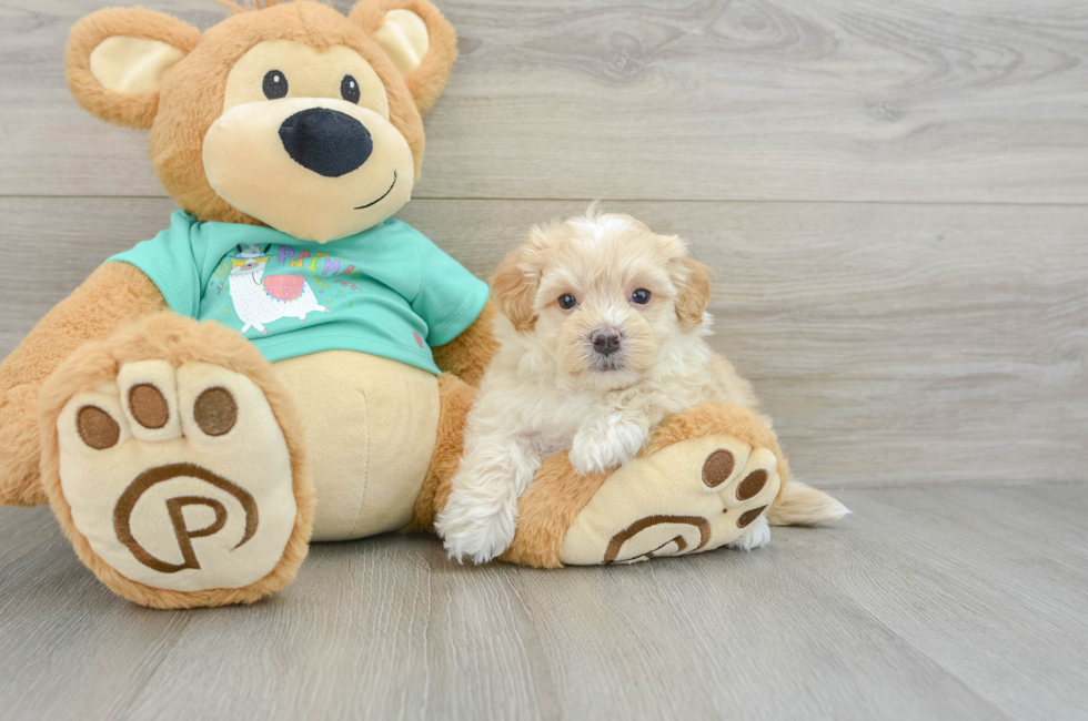 7 week old Maltipoo Puppy For Sale - Puppy Love PR