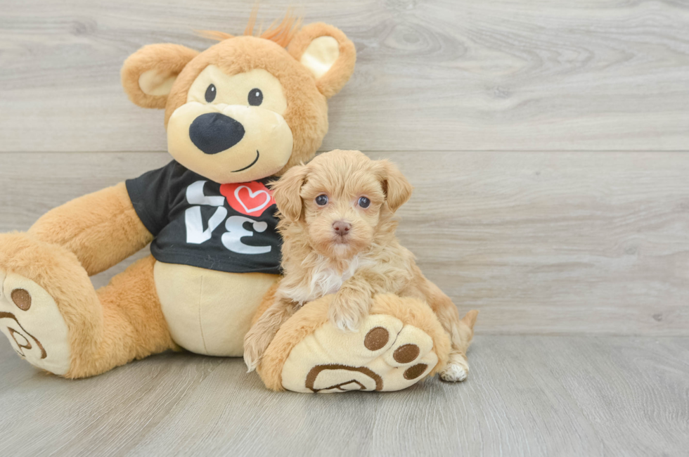 6 week old Maltipoo Puppy For Sale - Puppy Love PR