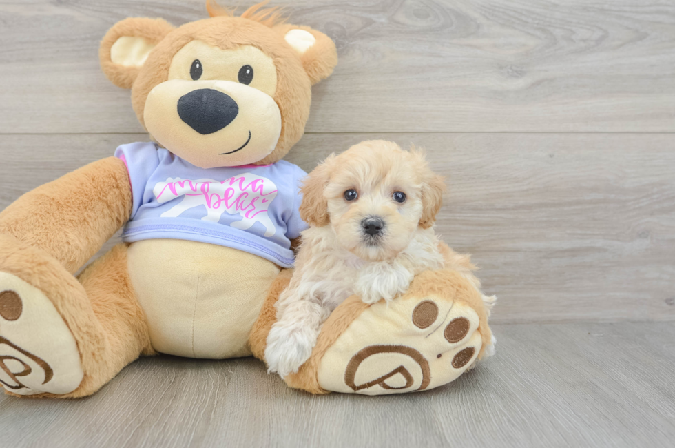 6 week old Maltipoo Puppy For Sale - Puppy Love PR