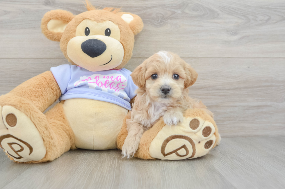 5 week old Maltipoo Puppy For Sale - Puppy Love PR