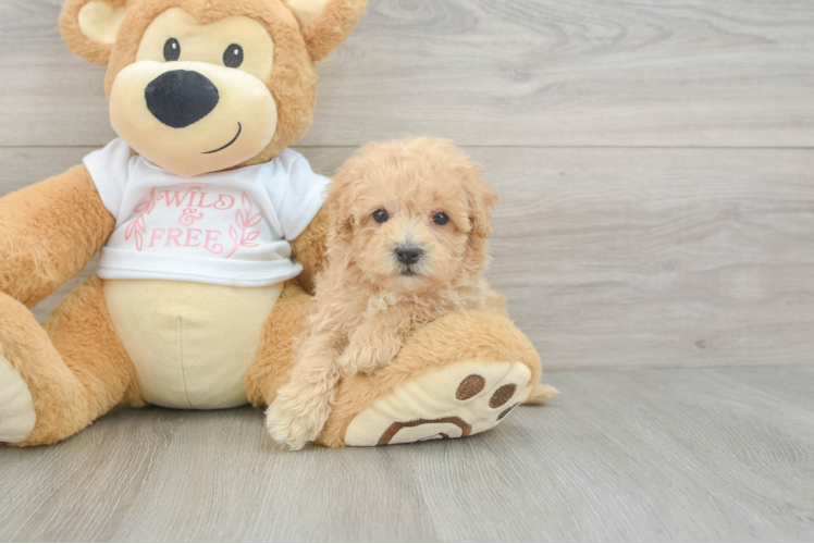 Hypoallergenic Malt a Poo Poodle Mix Puppy