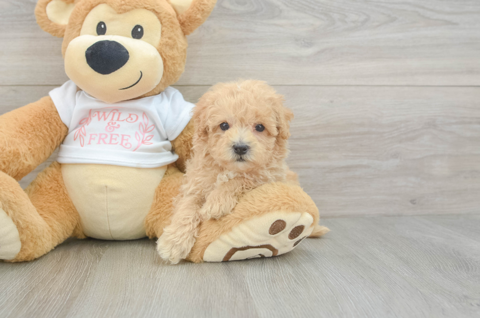 6 week old Maltipoo Puppy For Sale - Puppy Love PR