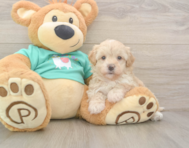 7 week old Maltipoo Puppy For Sale - Puppy Love PR