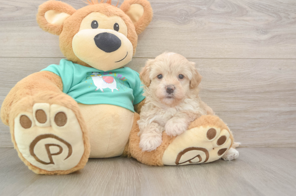 5 week old Maltipoo Puppy For Sale - Puppy Love PR