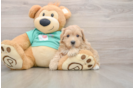 Hypoallergenic Malt a Poo Poodle Mix Puppy