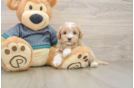 Friendly Maltipoo Baby