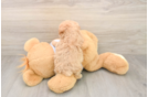 Sweet Maltipoo Baby