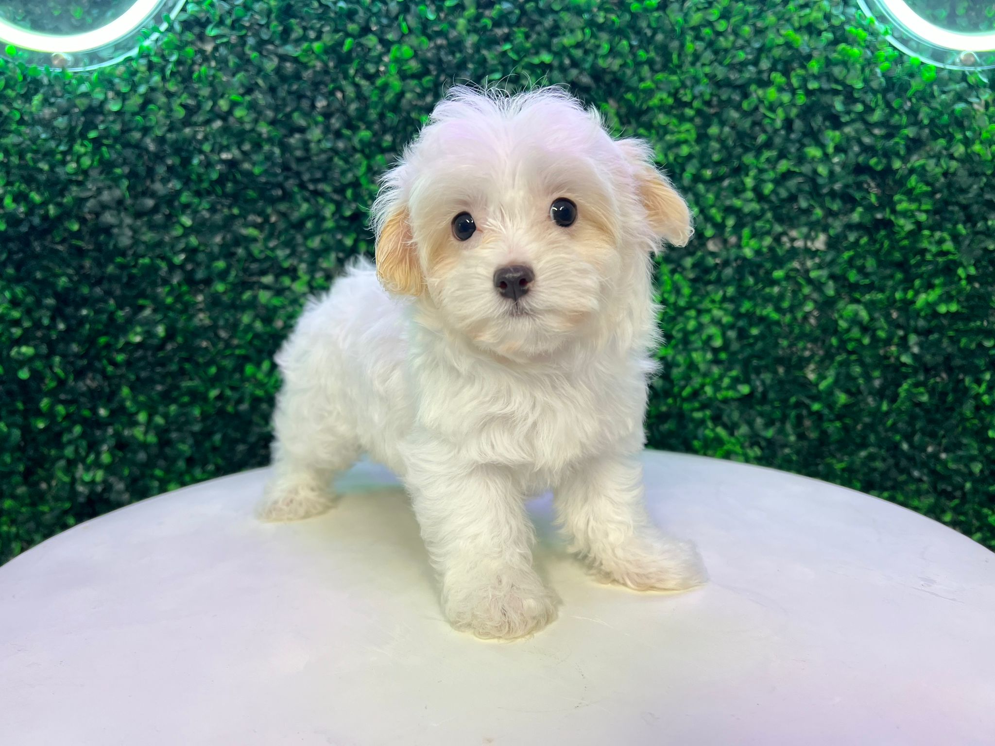 Maltipoo Puppy for Adoption