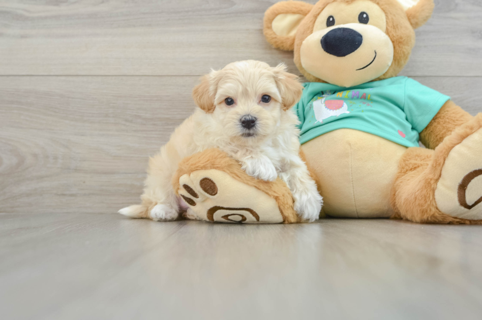 7 week old Maltipoo Puppy For Sale - Puppy Love PR