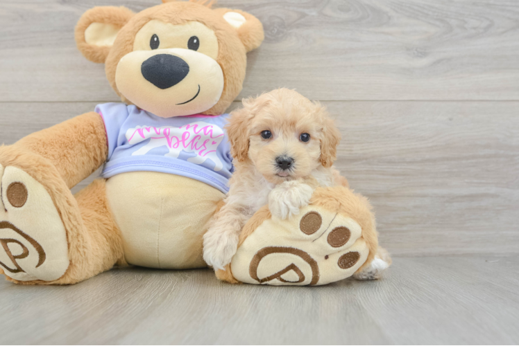 Smart Maltipoo Poodle Mix Pup