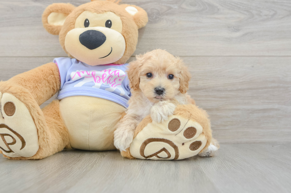 6 week old Maltipoo Puppy For Sale - Puppy Love PR