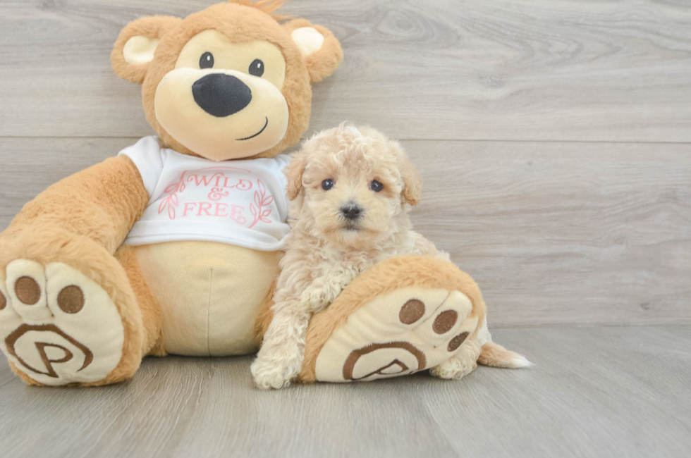 6 week old Maltipoo Puppy For Sale - Puppy Love PR