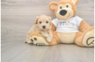 Maltipoo Pup Being Cute