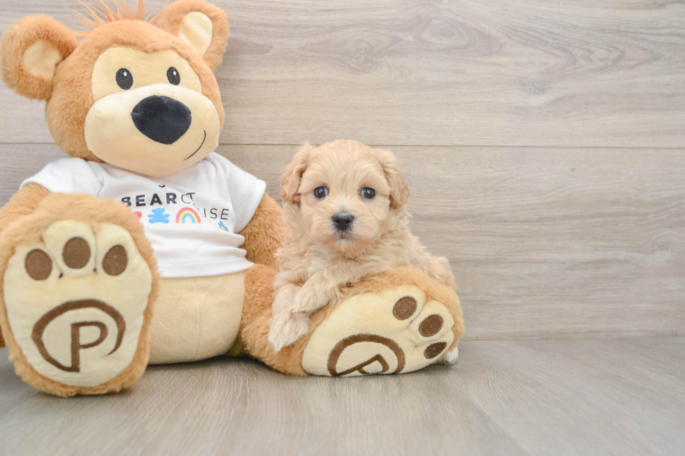 Maltipoo Pup Being Cute