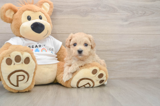 Maltipoo Pup Being Cute