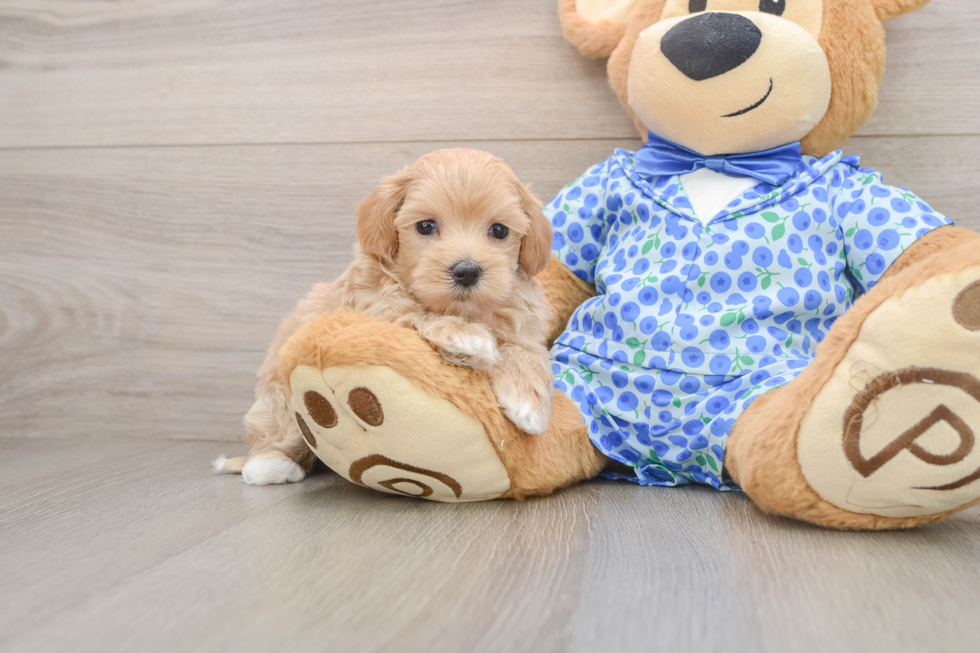 Maltipoo Pup Being Cute