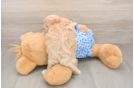 Little Maltidoodle Poodle Mix Puppy