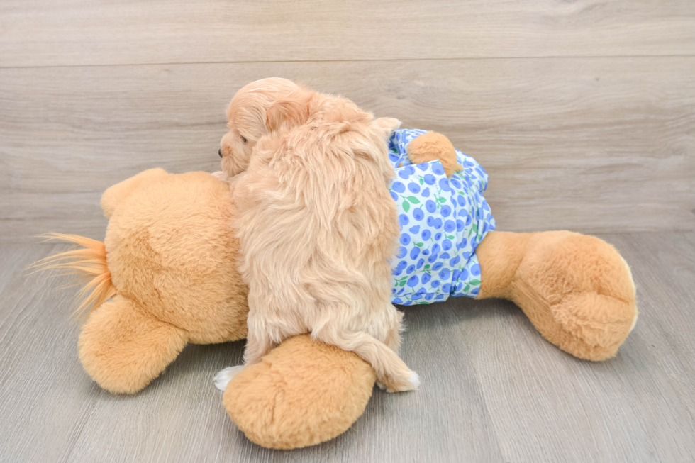 Little Maltidoodle Poodle Mix Puppy