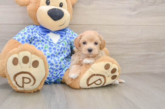 Maltipoo Puppy for Adoption