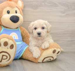 8 week old Maltipoo Puppy For Sale - Puppy Love PR