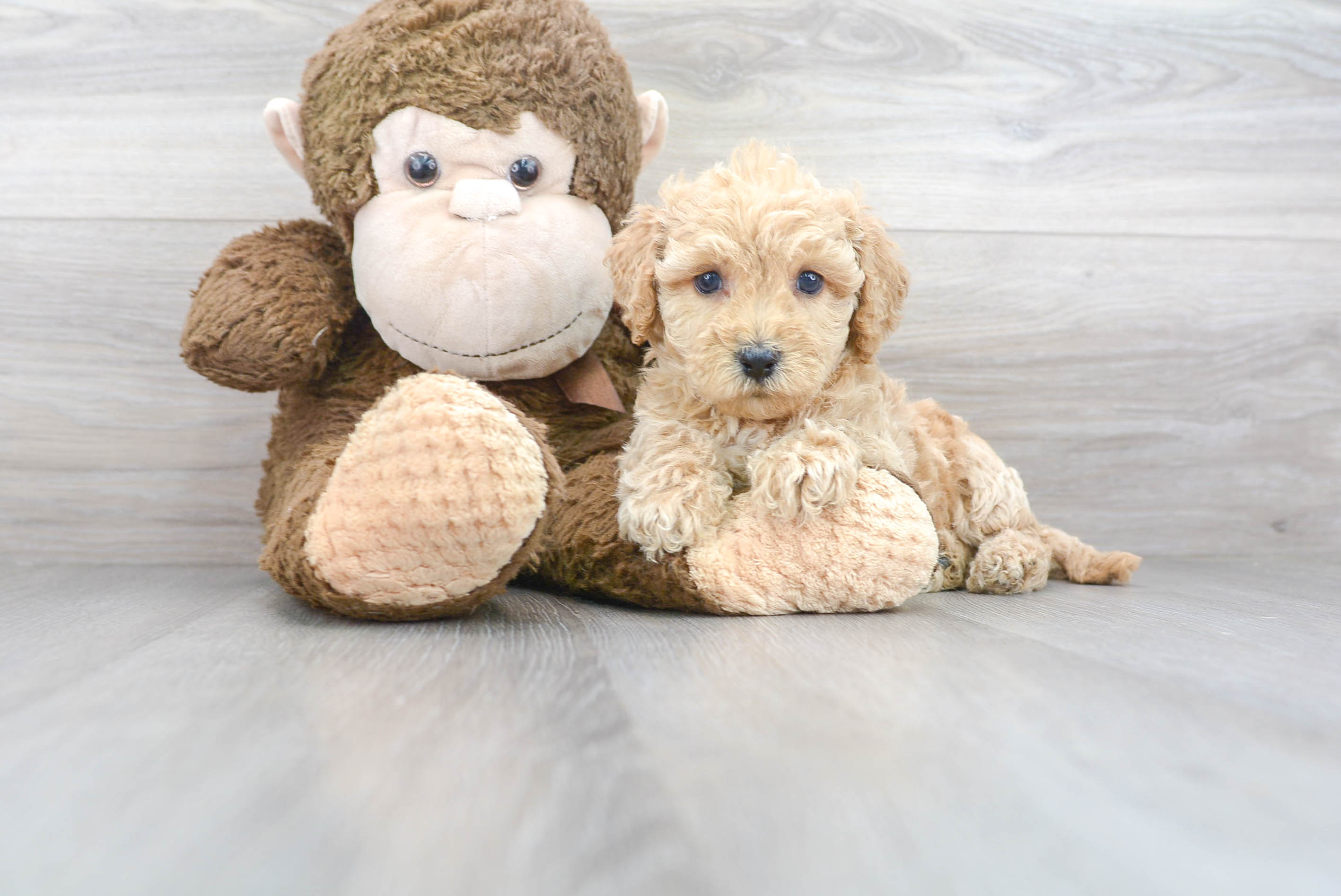 Cute Maltese Poodle Poodle Mix Puppy