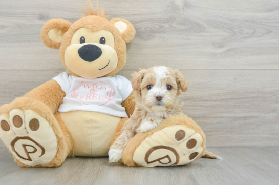 Maltipoo Pup Being Cute