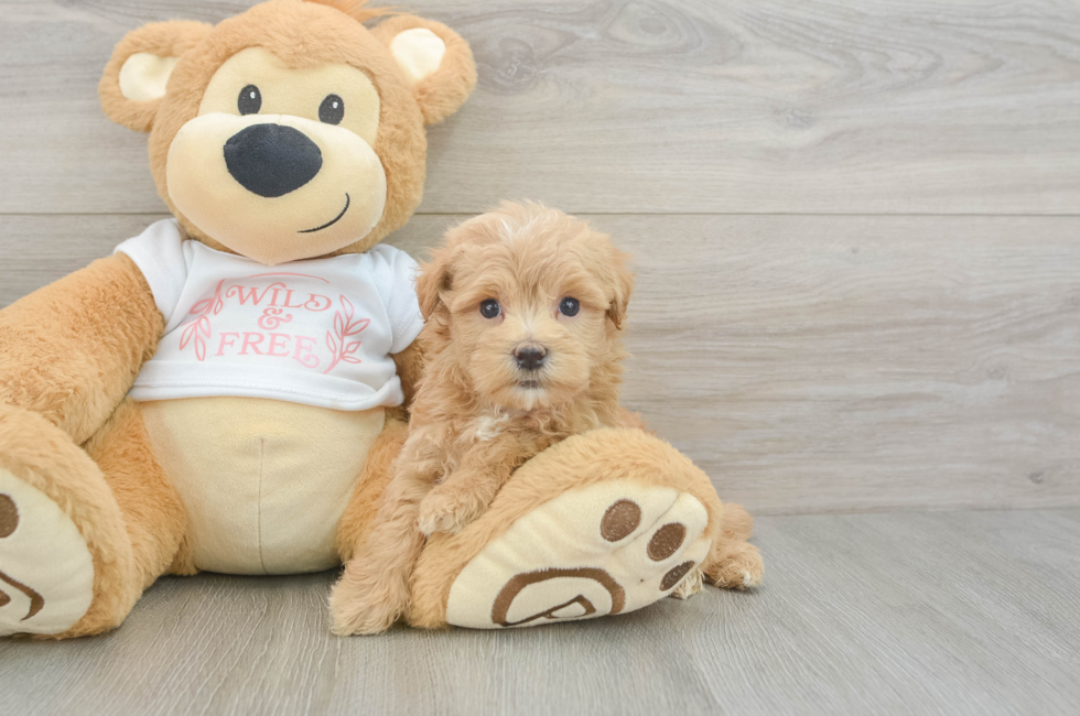 6 week old Maltipoo Puppy For Sale - Puppy Love PR