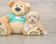7 week old Maltipoo Puppy For Sale - Puppy Love PR