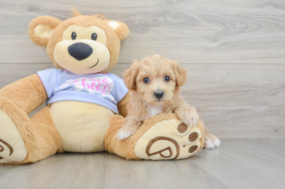 5 week old Maltipoo Puppy For Sale - Puppy Love PR