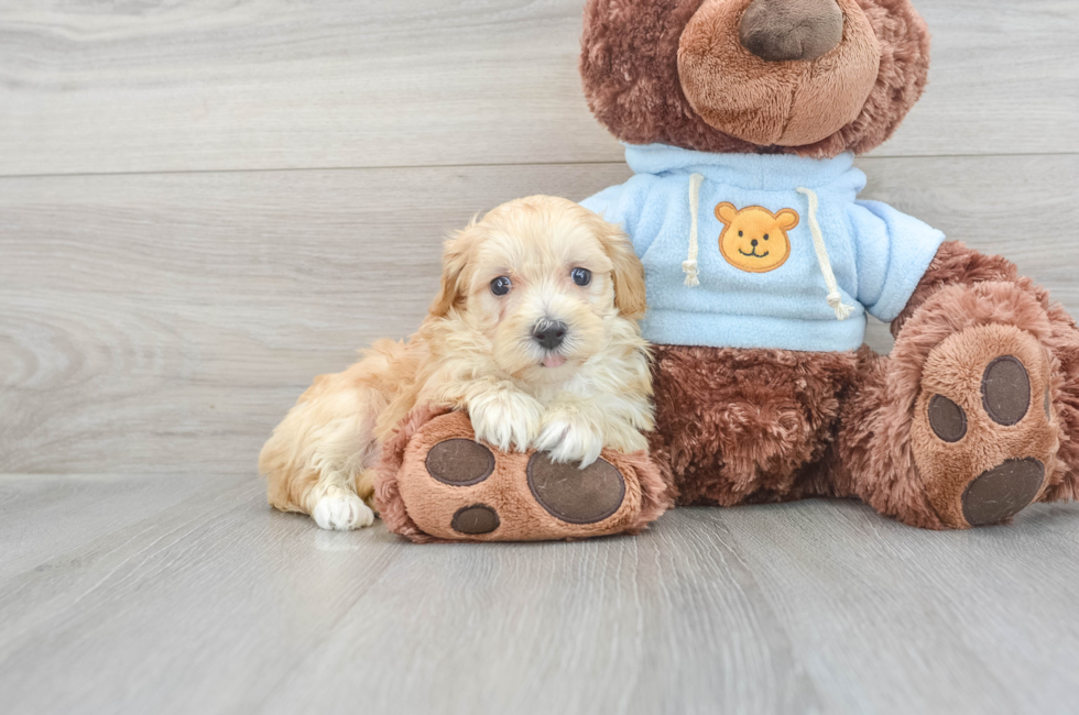7 week old Maltipoo Puppy For Sale - Puppy Love PR