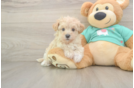 Small Maltipoo Baby