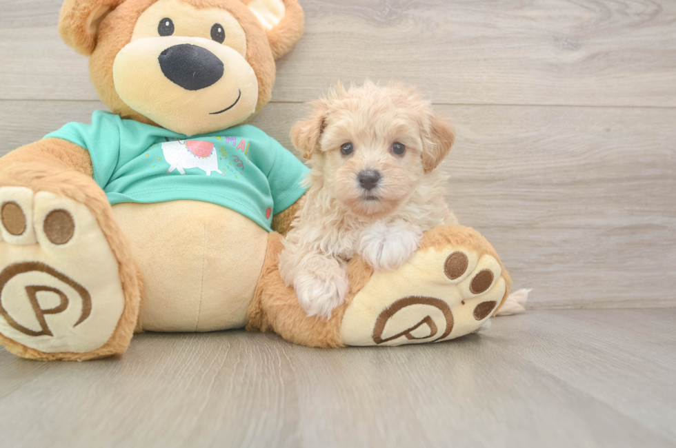 5 week old Maltipoo Puppy For Sale - Puppy Love PR