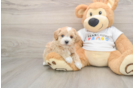 Maltipoo Puppy for Adoption