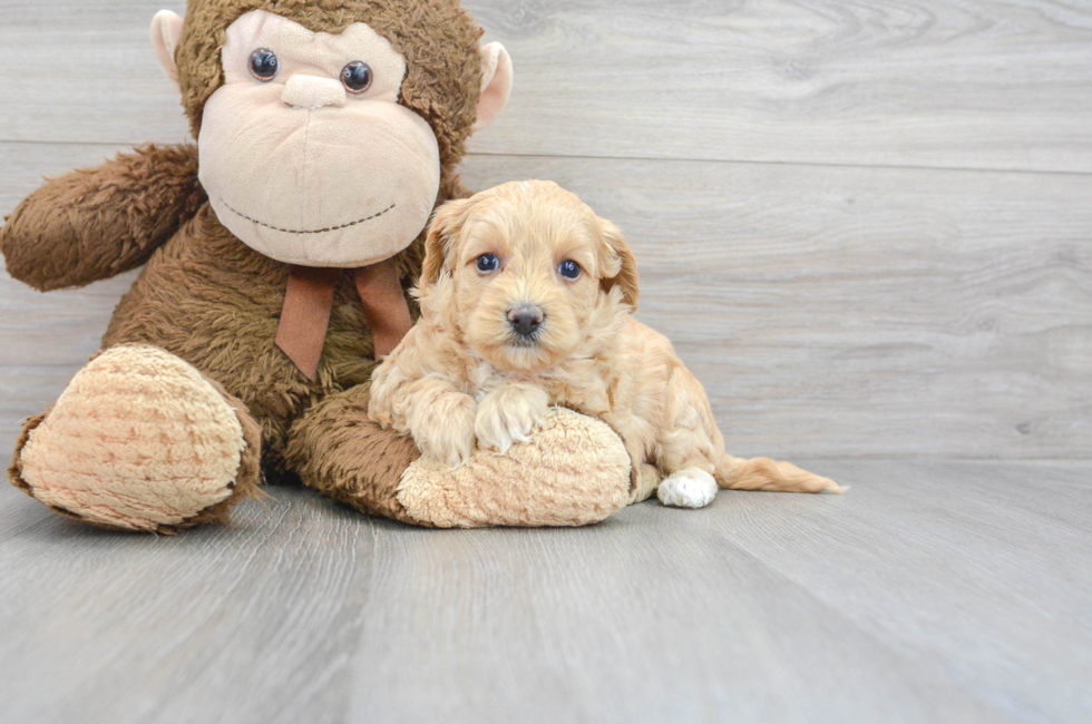 how much does a teacup maltipoo cost