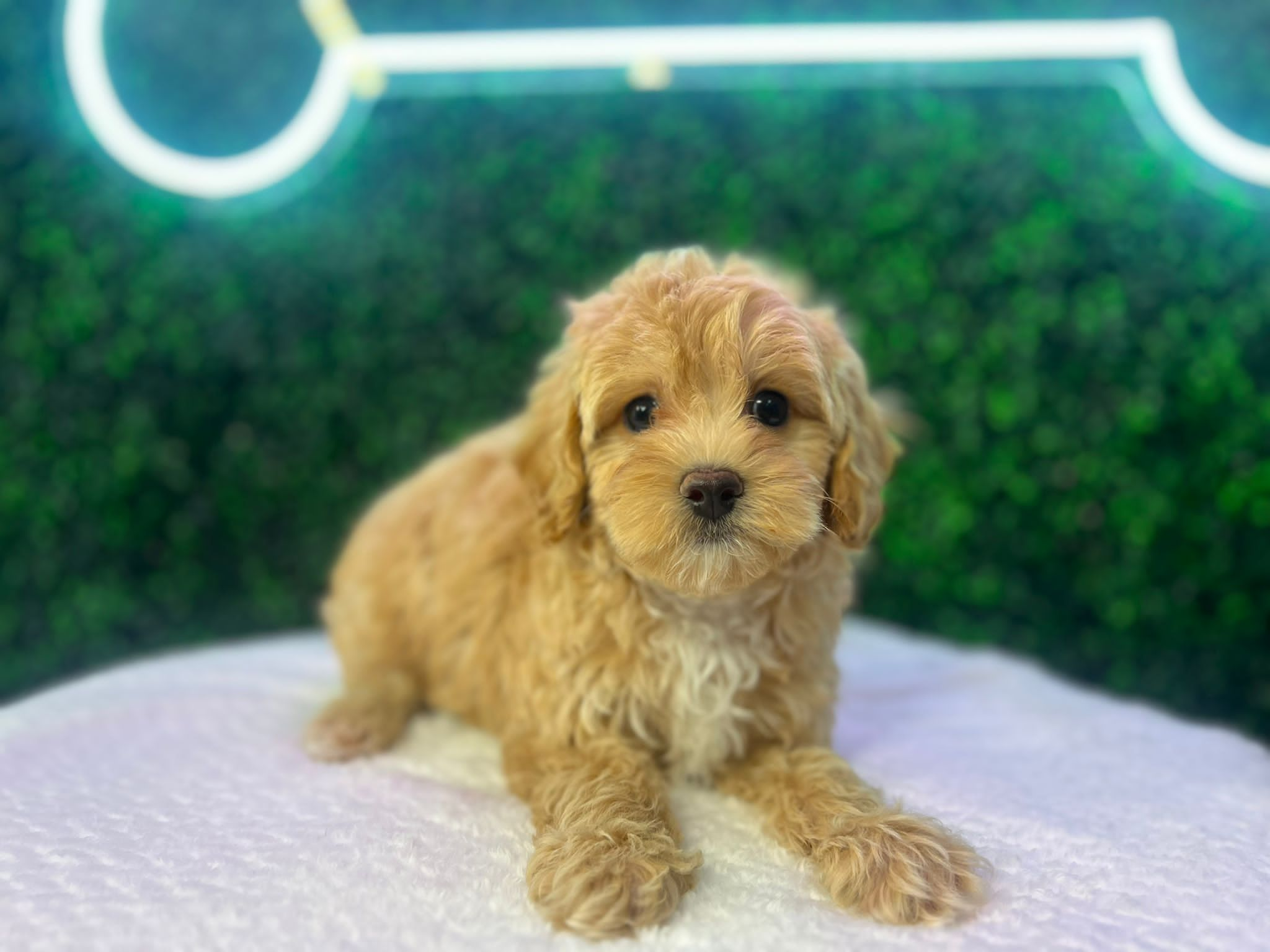 Maltipoo Pup Being Cute
