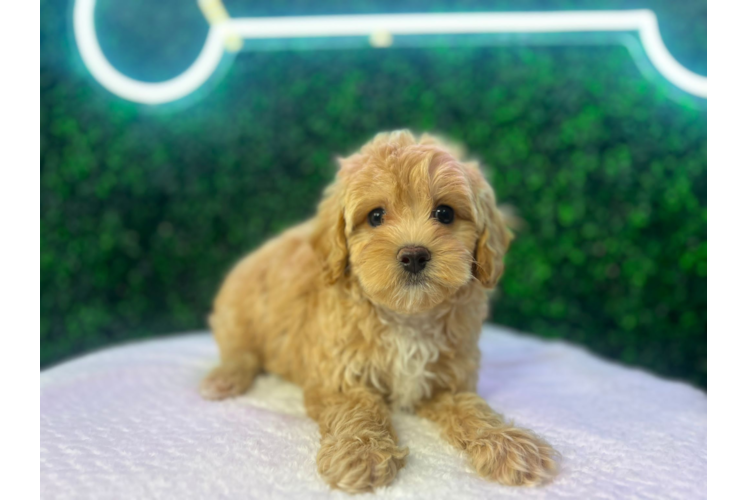 Maltipoo Pup Being Cute