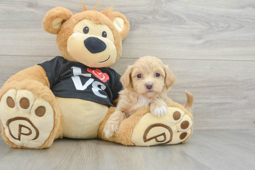 Funny Maltipoo Poodle Mix Pup