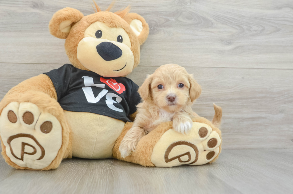 6 week old Maltipoo Puppy For Sale - Puppy Love PR