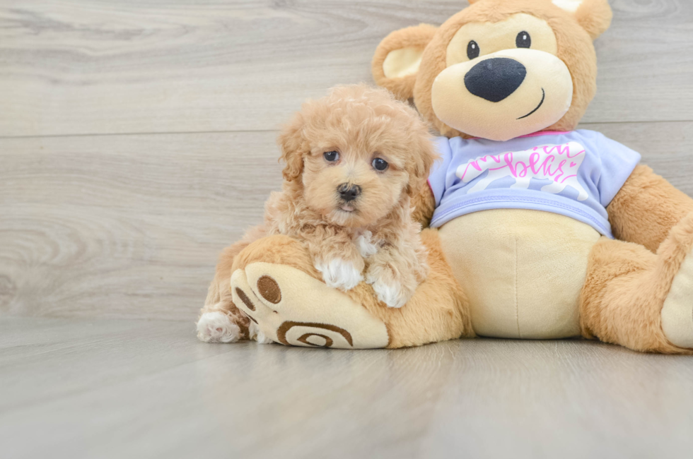 6 week old Maltipoo Puppy For Sale - Puppy Love PR
