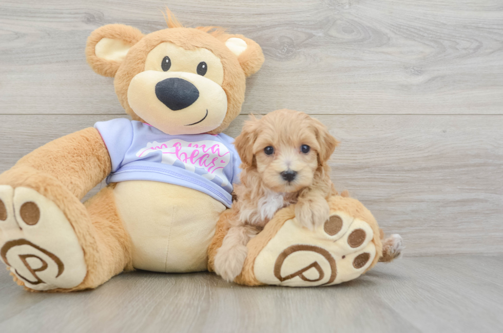 5 week old Maltipoo Puppy For Sale - Puppy Love PR