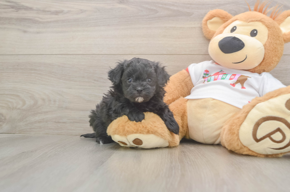 5 week old Maltipoo Puppy For Sale - Puppy Love PR