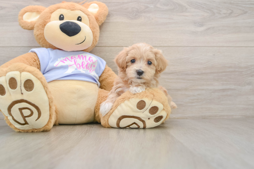 Energetic Malt a Poo Poodle Mix Puppy