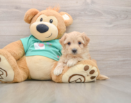 8 week old Maltipoo Puppy For Sale - Puppy Love PR