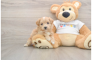 Best Maltipoo Baby