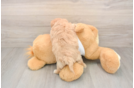 Smart Maltipoo Poodle Mix Pup