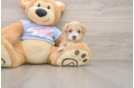 Smart Maltipoo Poodle Mix Pup